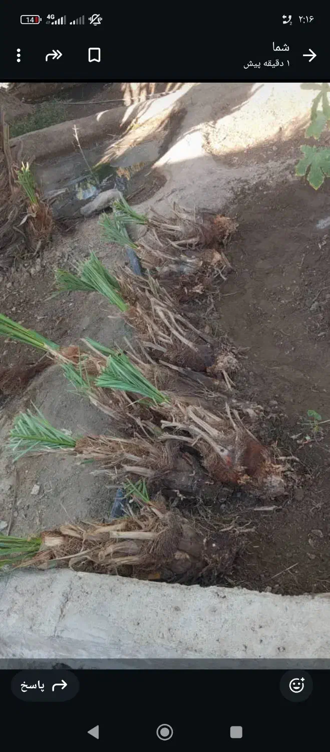 کوگ ربی و همه رقم|عمده‌فروشی|ایرانشهر, |دیوار