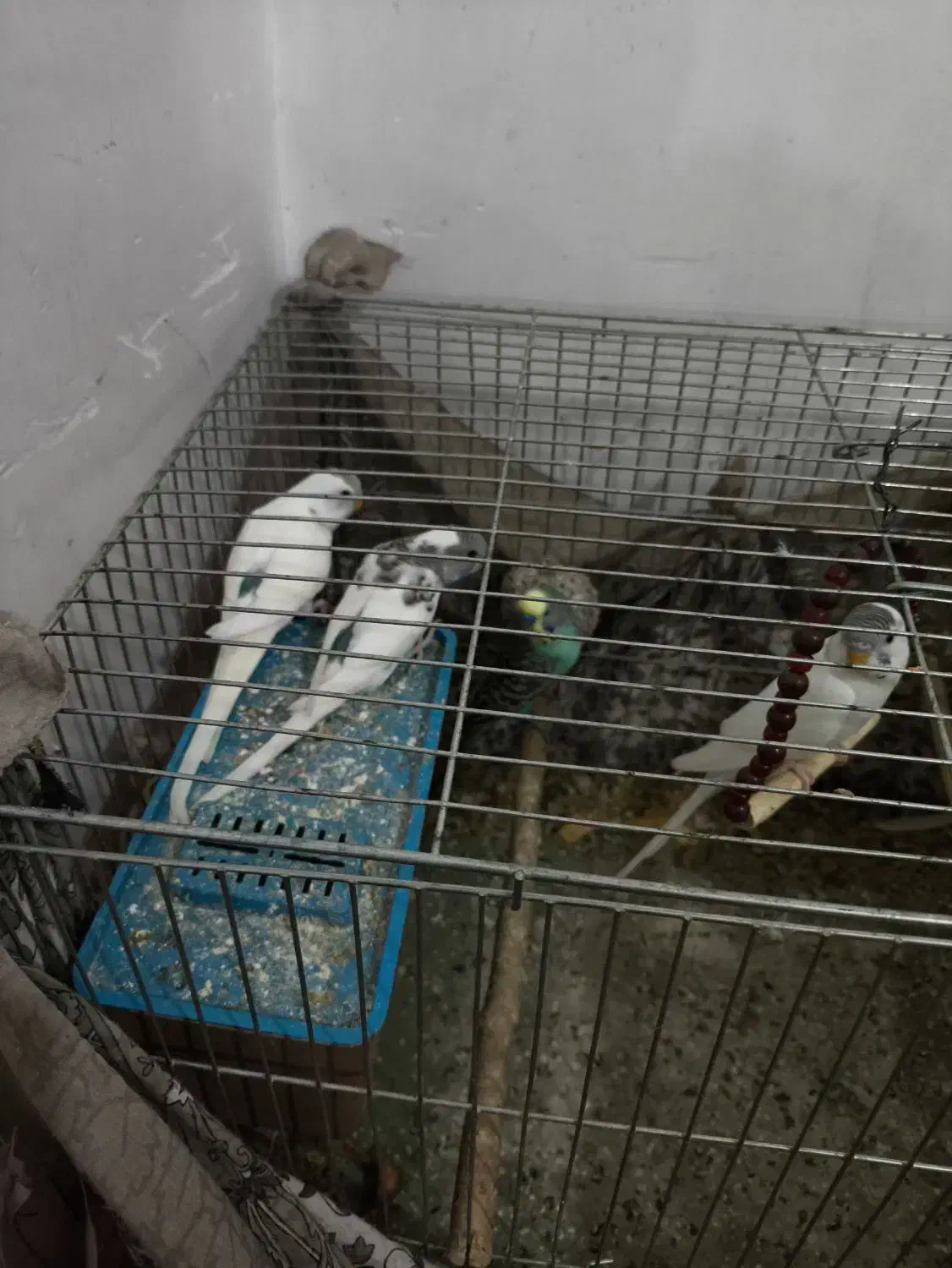 مرغ عشق|پرنده|سردشت, |دیوار