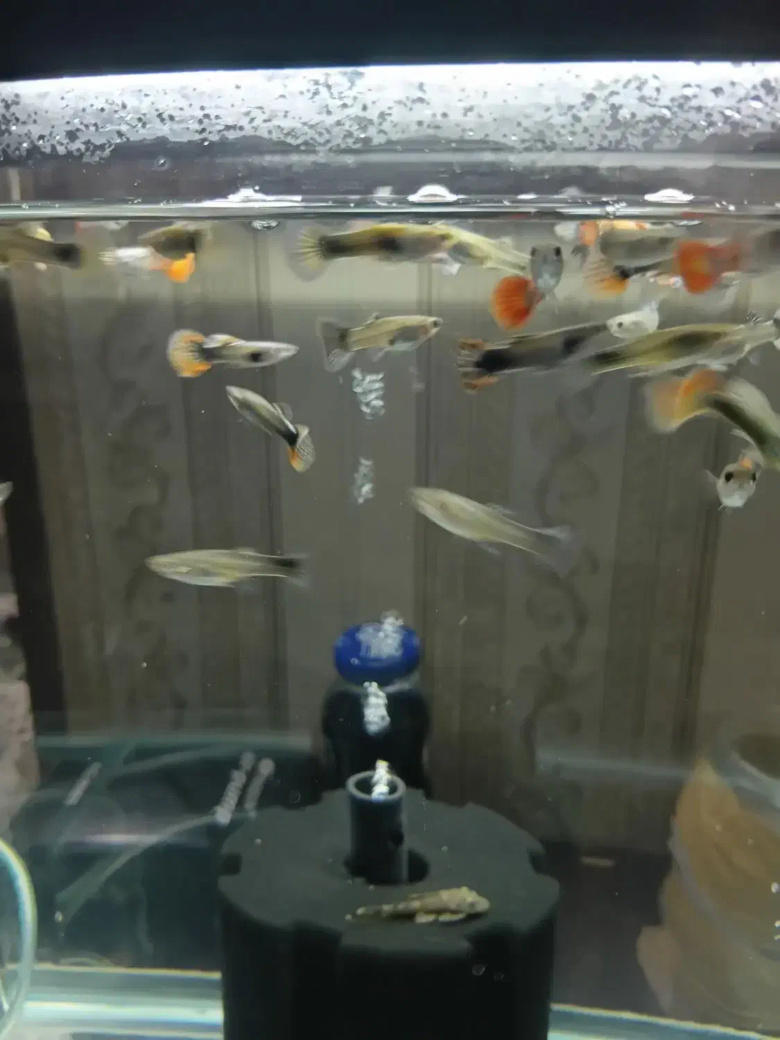 ماهی گوپی|ماهی|فردیس, خیام شرقی|دیوار