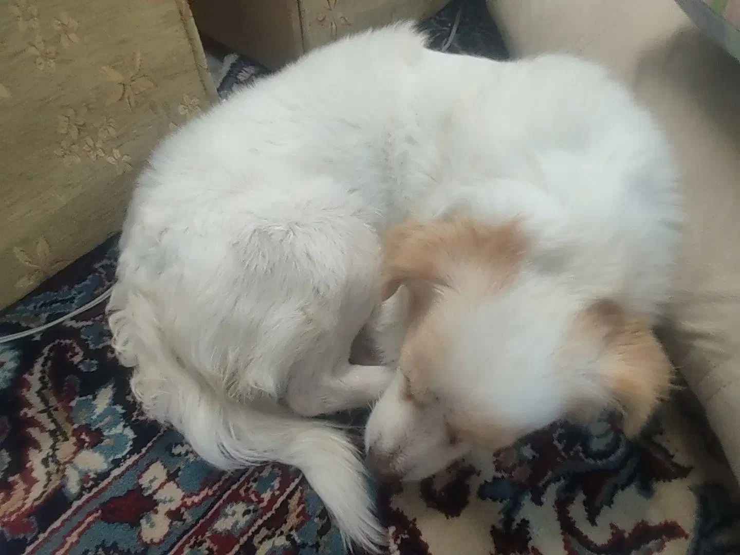 سگ گمشده|حیوانات|اراک, |دیوار