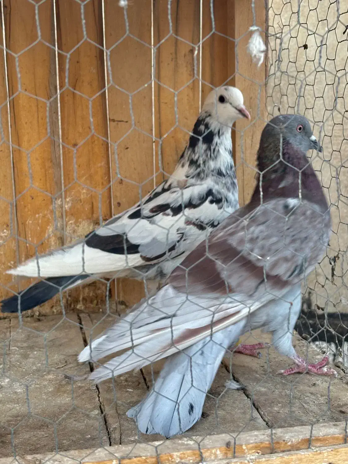 کبوتر گرفتنی|پرنده|قم, زنبیل آباد|دیوار