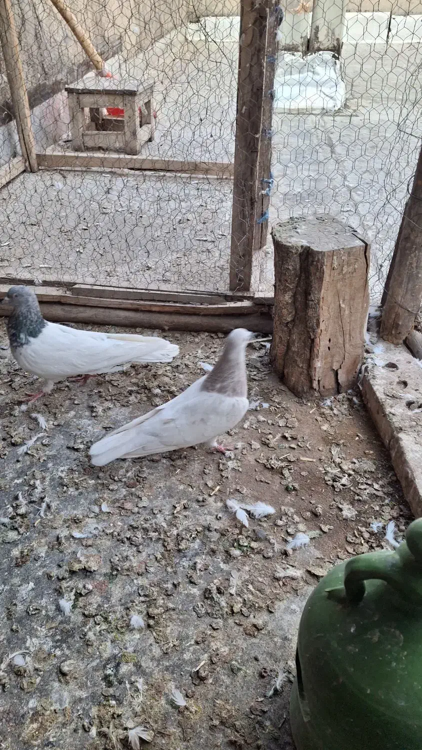 باشلی نروماده|پرنده|آذرشهر, |دیوار