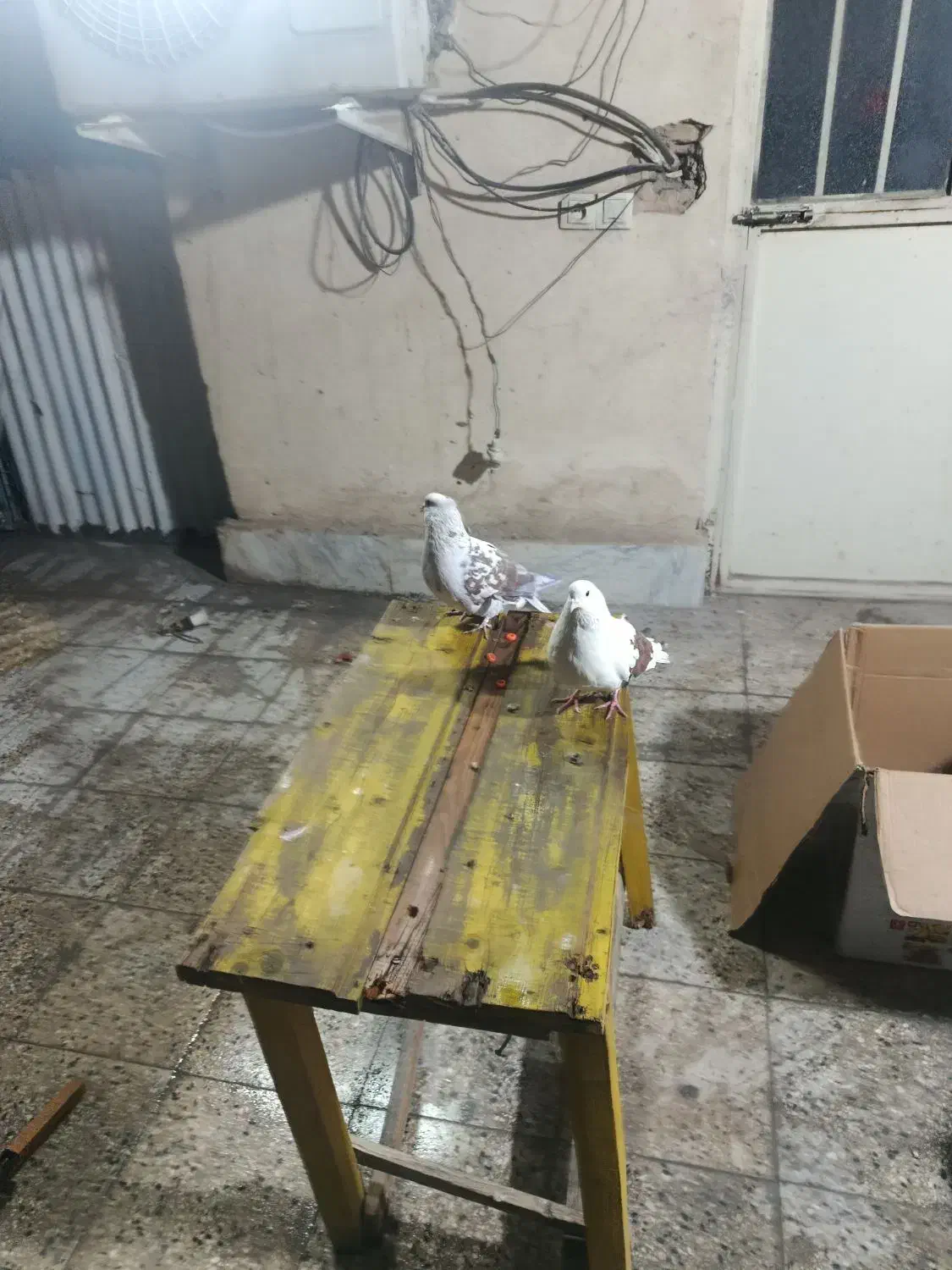 یک جفت نر ماده به فروش می‌رسد|پرنده|تهران, افسریه جنوبی|دیوار