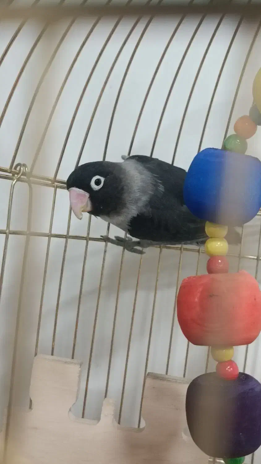 طوطی برزیلی مولد|پرنده|پاکدشت, خاتون آباد|دیوار