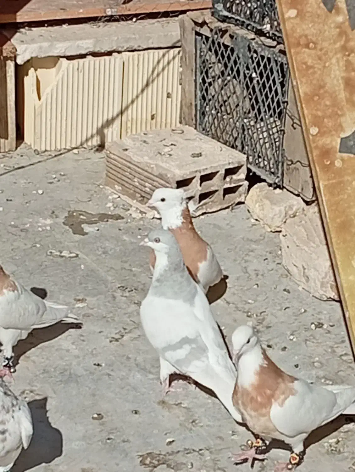 تعدادی طوقی|پرنده|تهران, هلال احمر|دیوار