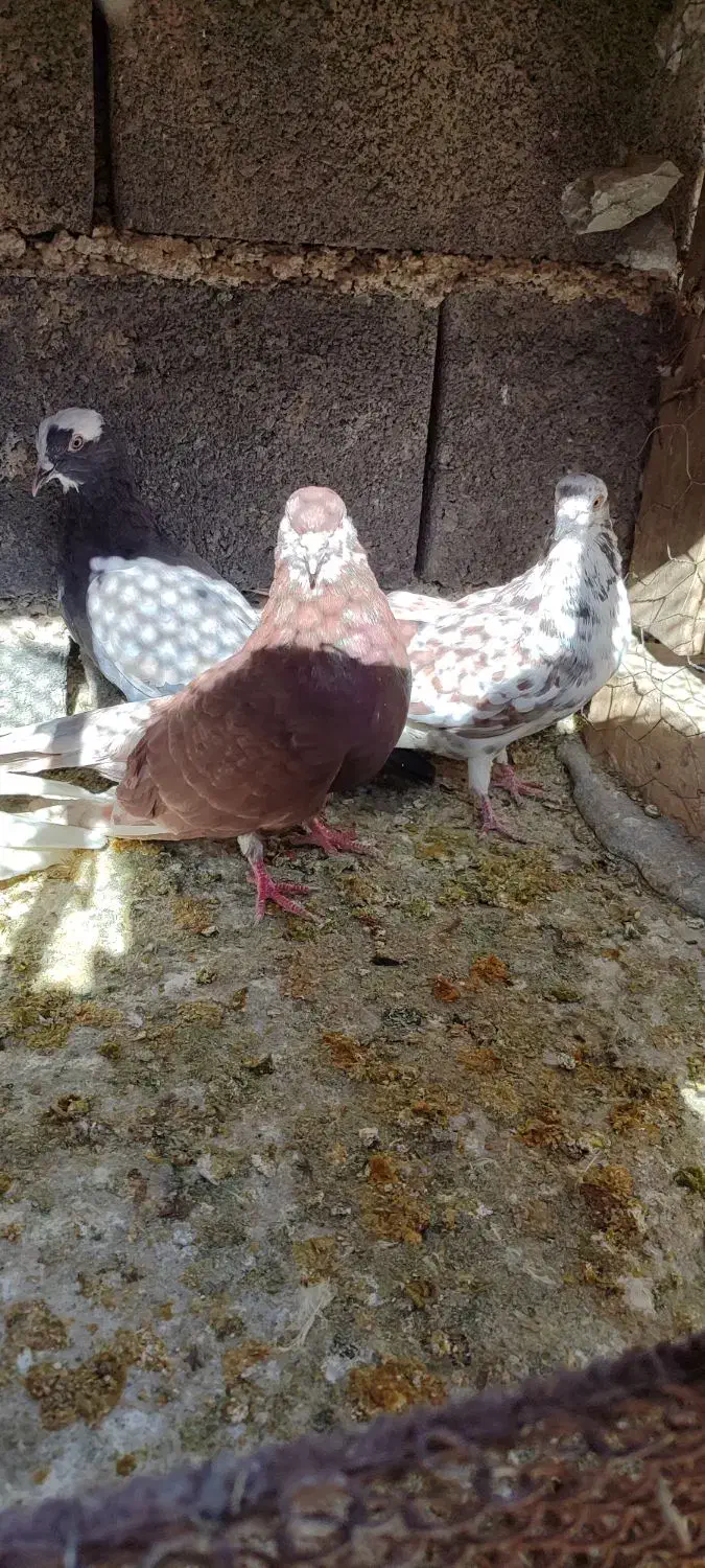 کفتر پرشی|پرنده|گلپایگان, |دیوار