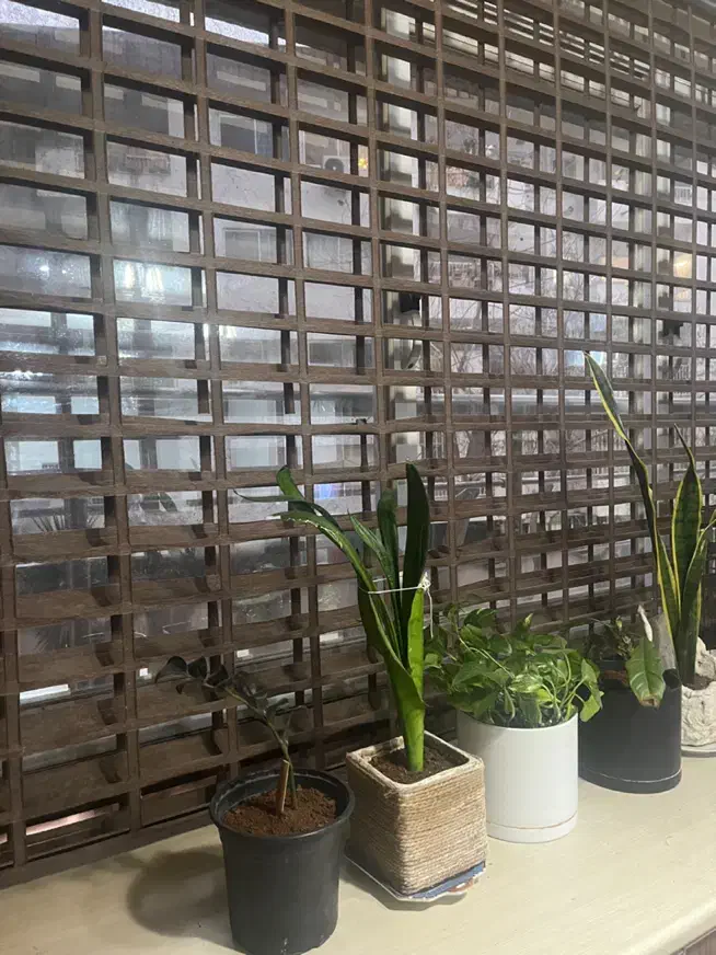 پرده|پرده، رانر، رومیزی|رشت, کاکتوس|دیوار