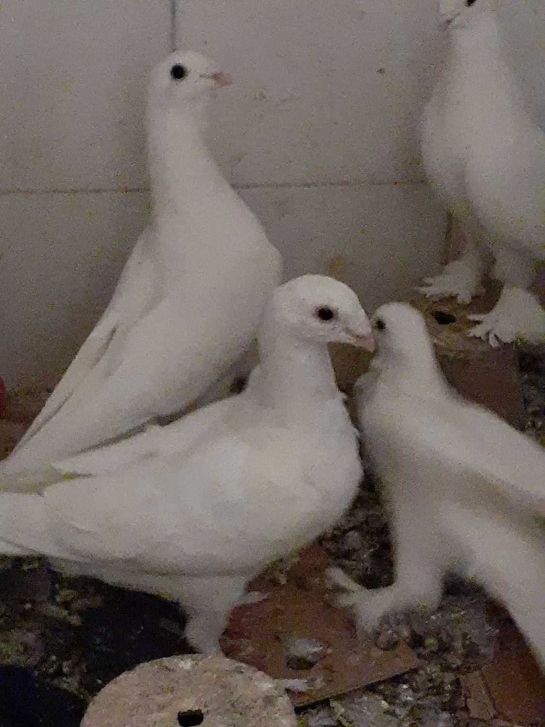 جوجه هومر کله اسبی نوک قنار|پرنده|تبریز, |دیوار