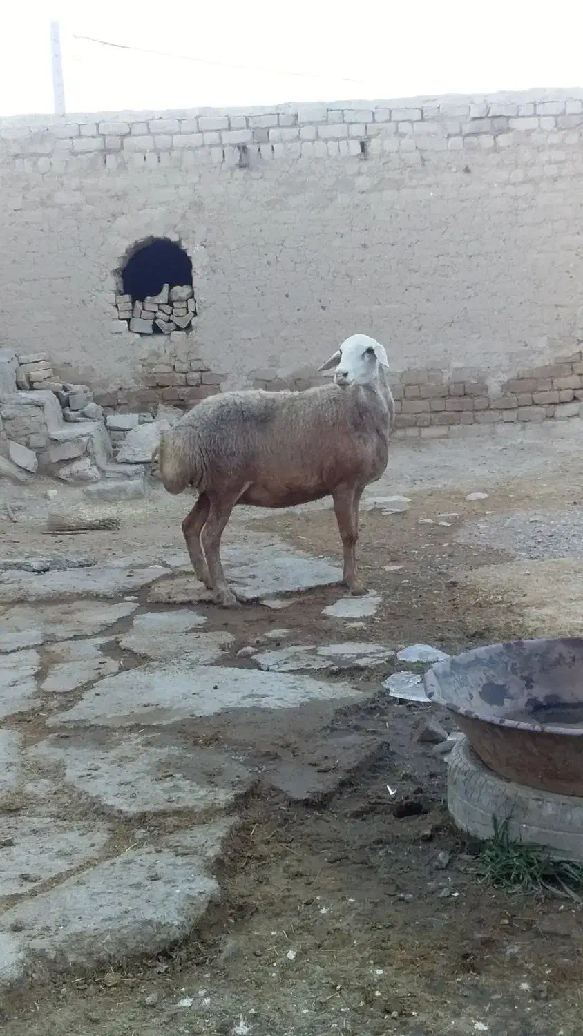گوسفند|حیوانات مزرعه|سنقر, |دیوار