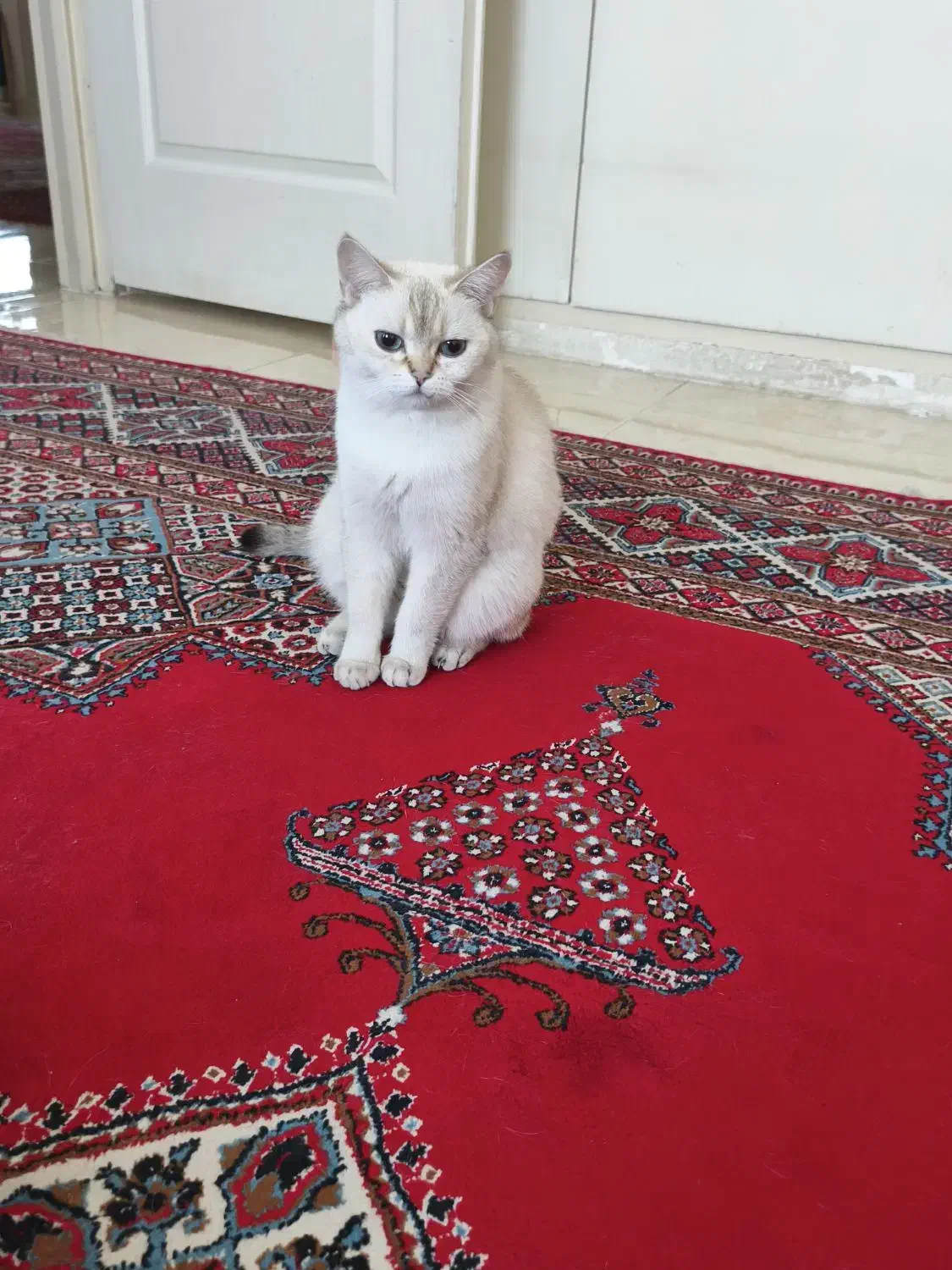 گربه بریتیش|گربه|کرج, عظیمیه|دیوار