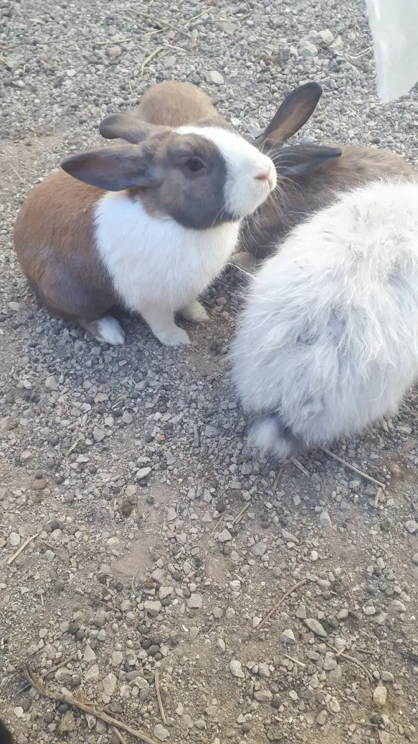 حاج خرگوش|موش و خرگوش|فیروزآباد (فارس), |دیوار