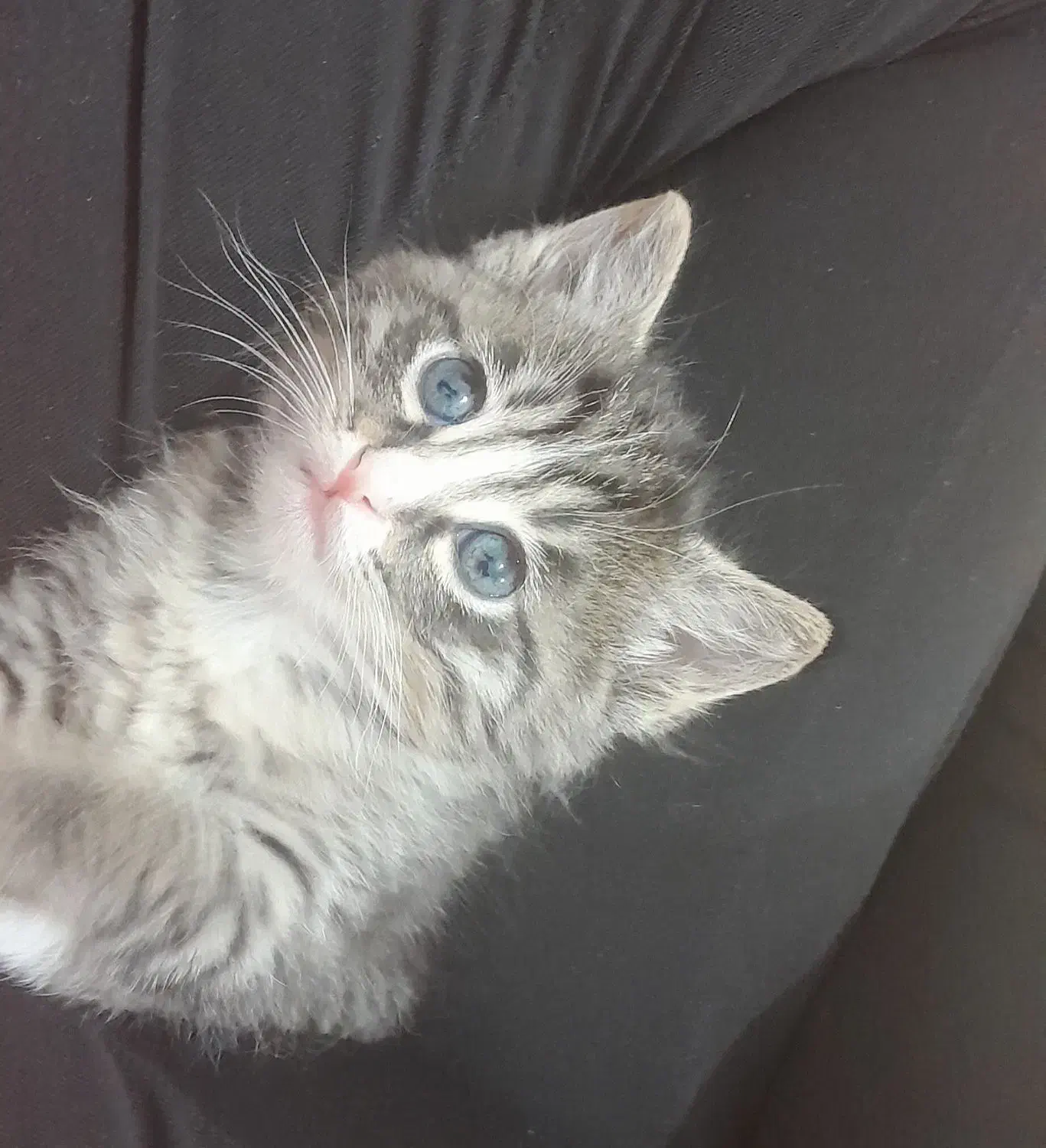 گربه|گربه|مشهد, نوید|دیوار