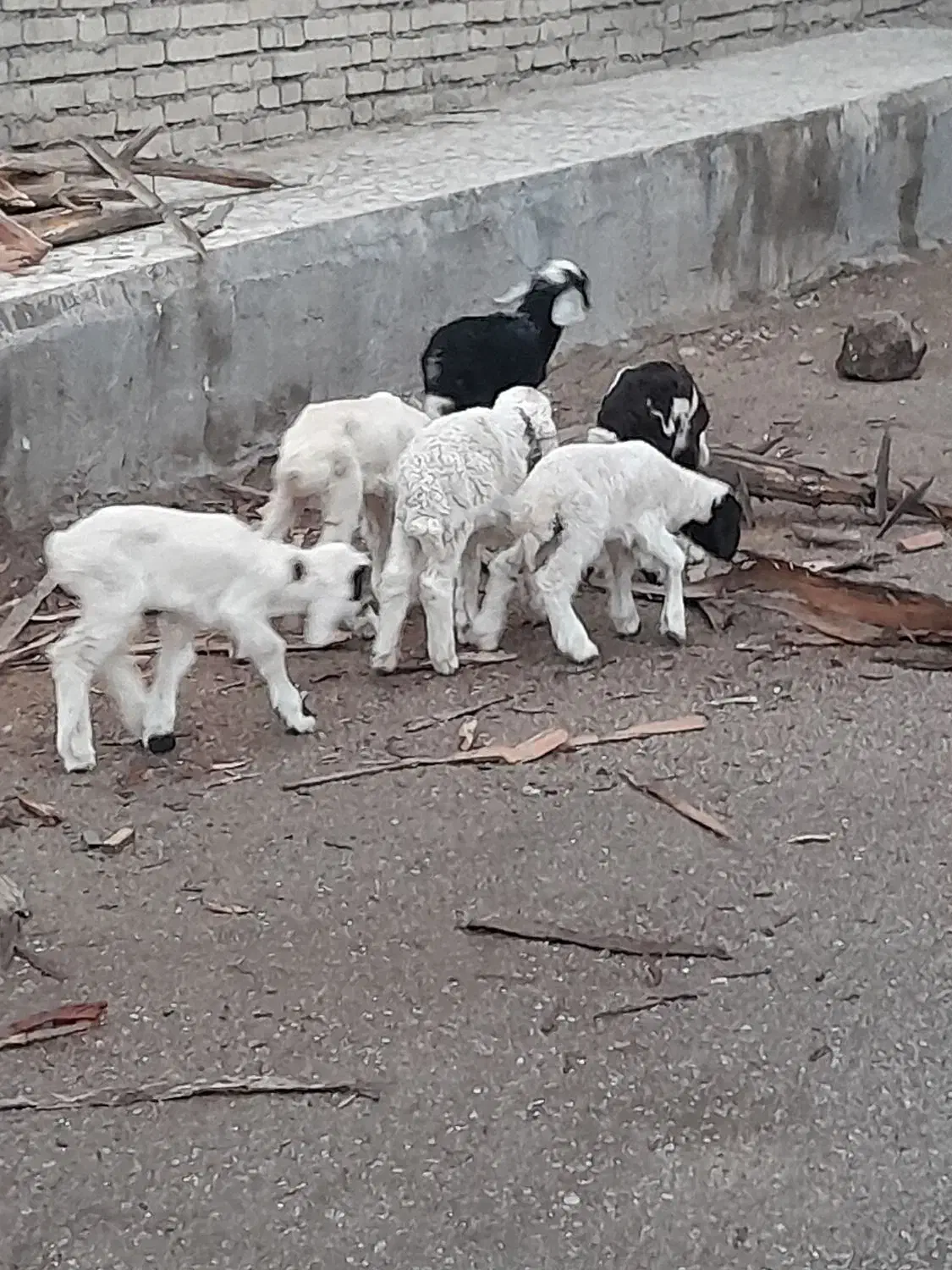 بره|حیوانات مزرعه|اهواز, زیتون کارمندی|دیوار