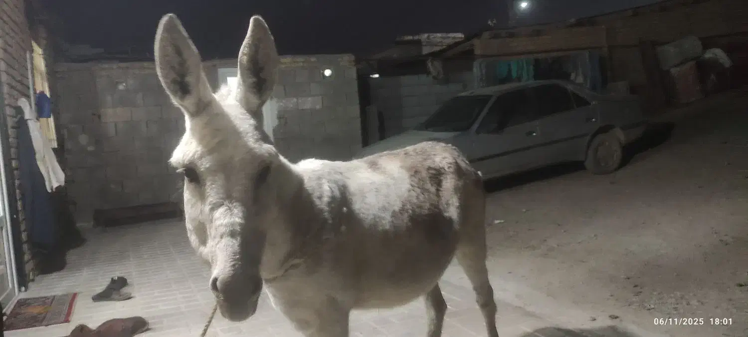 الاغ ماده جوان مخصوص گله|حیوانات مزرعه|الیگودرز, |دیوار