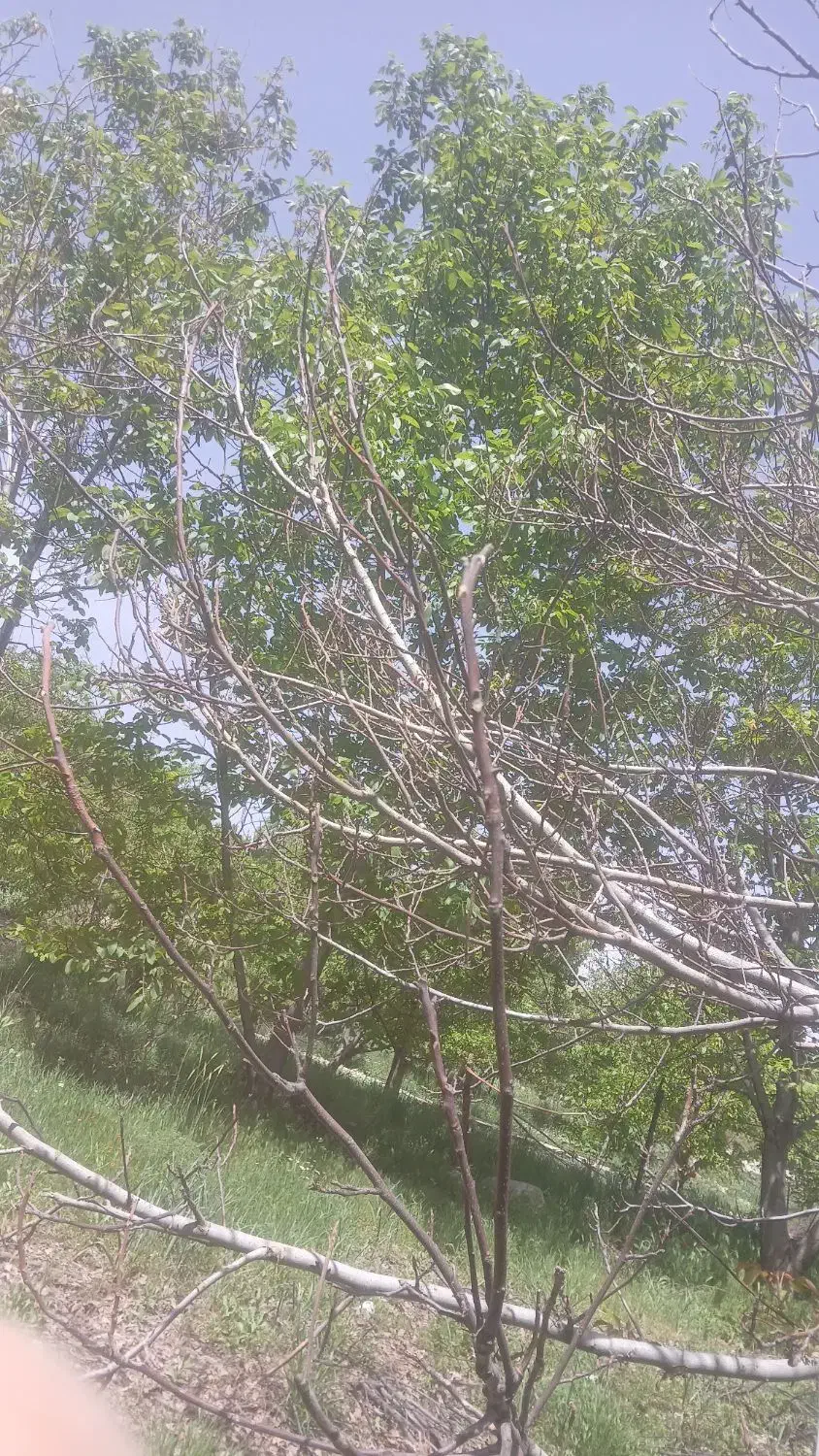 گردو نوراباد|حراج|نورآباد, |دیوار