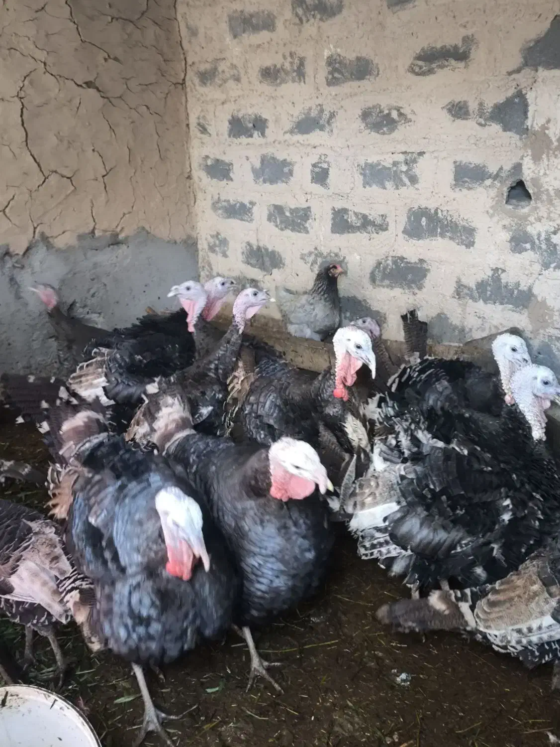 بوقلمون  محلی|حیوانات مزرعه|شیروان (خراسان), |دیوار