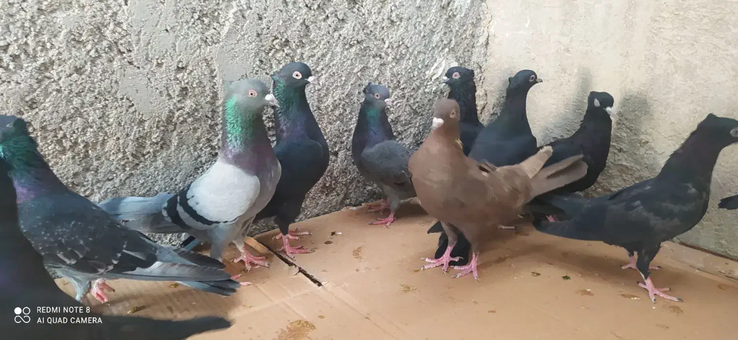 12 کبوتر سیاه و سبز و زرد|پرنده|خورموج, |دیوار