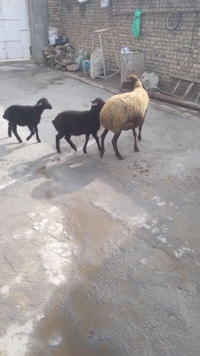 میش و بره دوقلوزا و میش آبستن سنگین جوان|حیوانات مزرعه|اسدآباد, |دیوار
