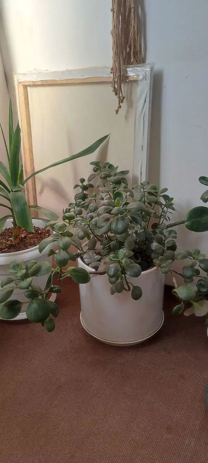 گل آپارتمانی ۱۸ عدد گلدان زیر قیمت|گل و گیاه طبیعی|مشهد, ایثارگران|دیوار