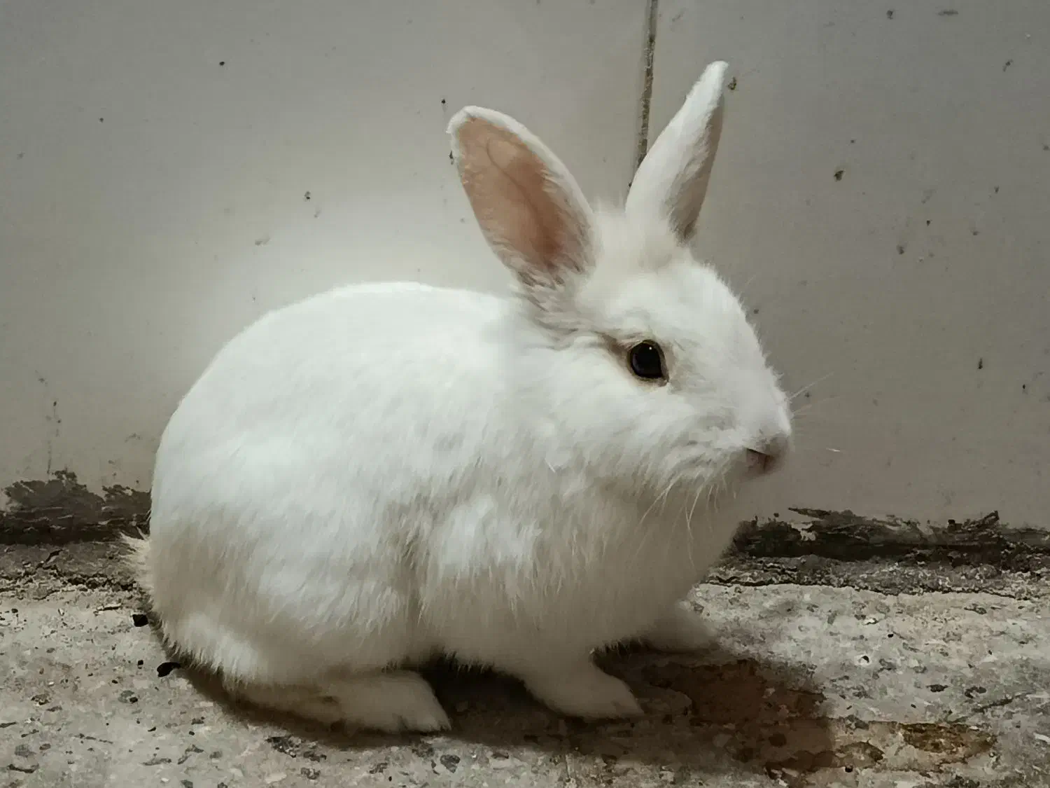 خرگوش نر|موش و خرگوش|شوشتر, |دیوار