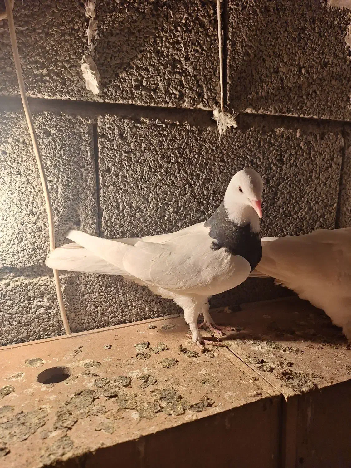 کفتر|پرنده|ماهدشت, |دیوار