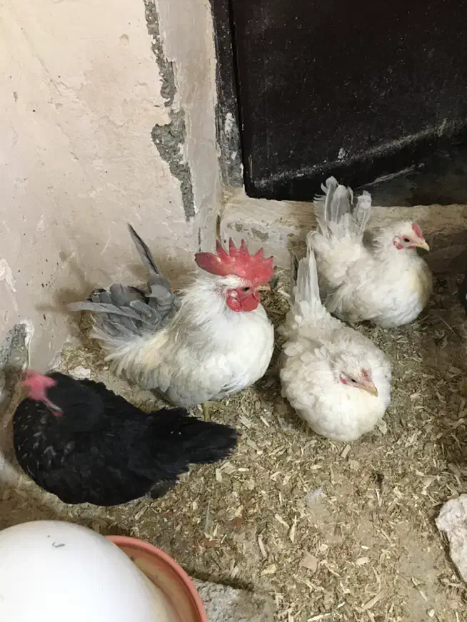 جاپنیز|حیوانات مزرعه|ارومیه, |دیوار