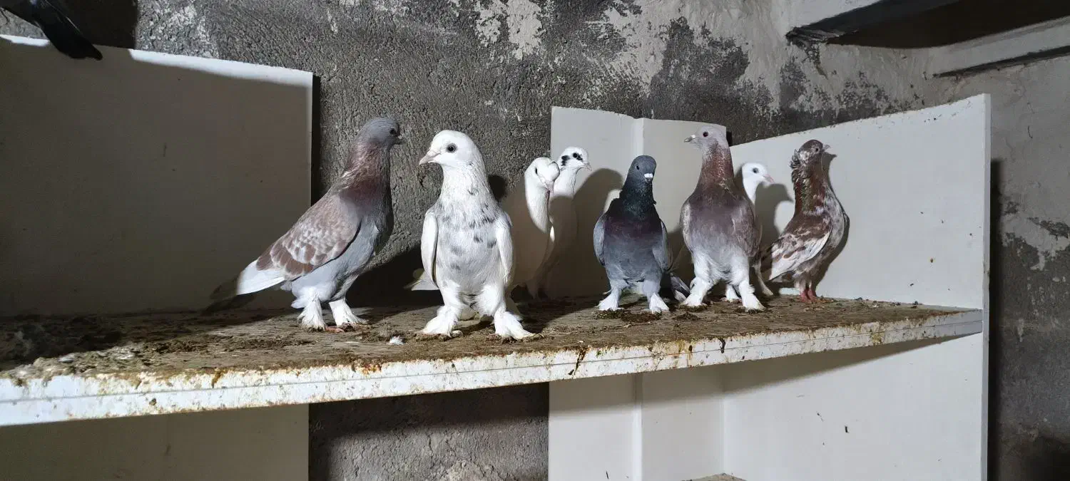 کبوتر ترکیه|پرنده|بستان آباد, |دیوار