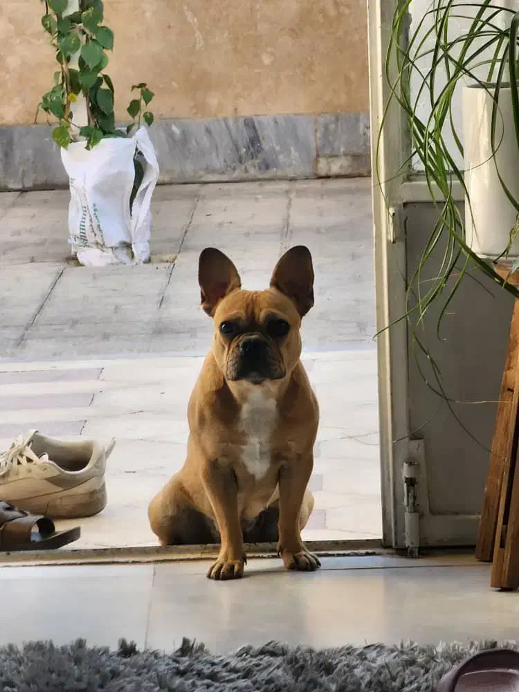 فرنچ بولداگ ۸ ماهه|سگ|شیراز, دانشگاه شیراز|دیوار