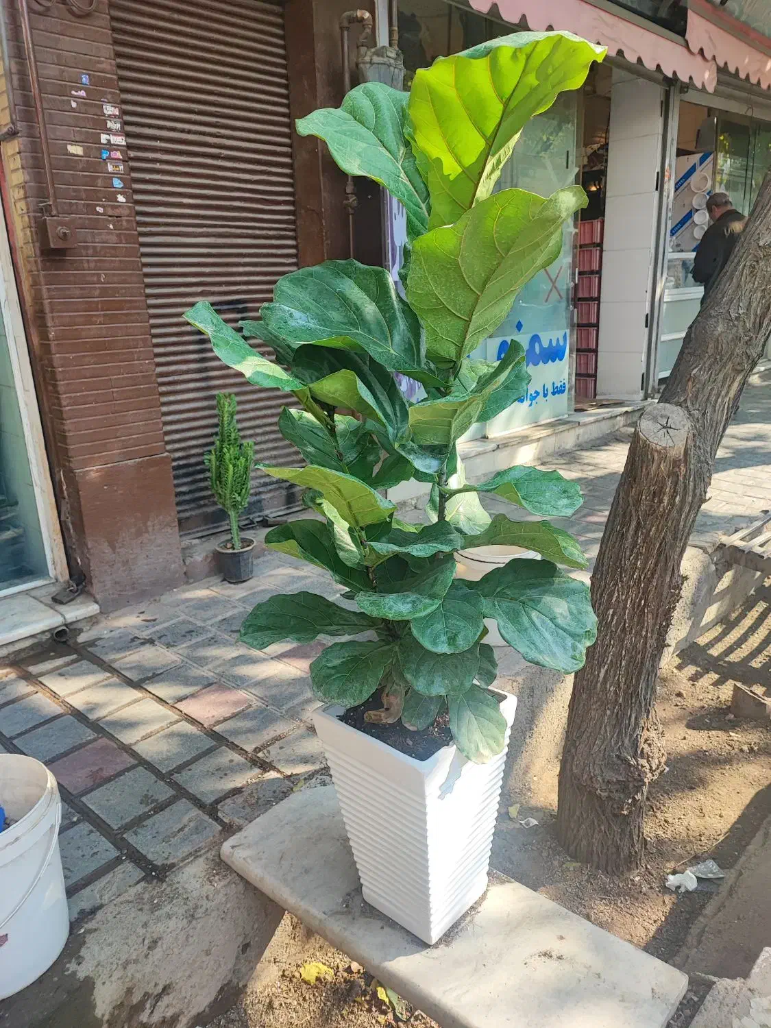 گل بابا آدم بزرگ کادویی|گل و گیاه طبیعی|اصفهان, سرچشمه|دیوار