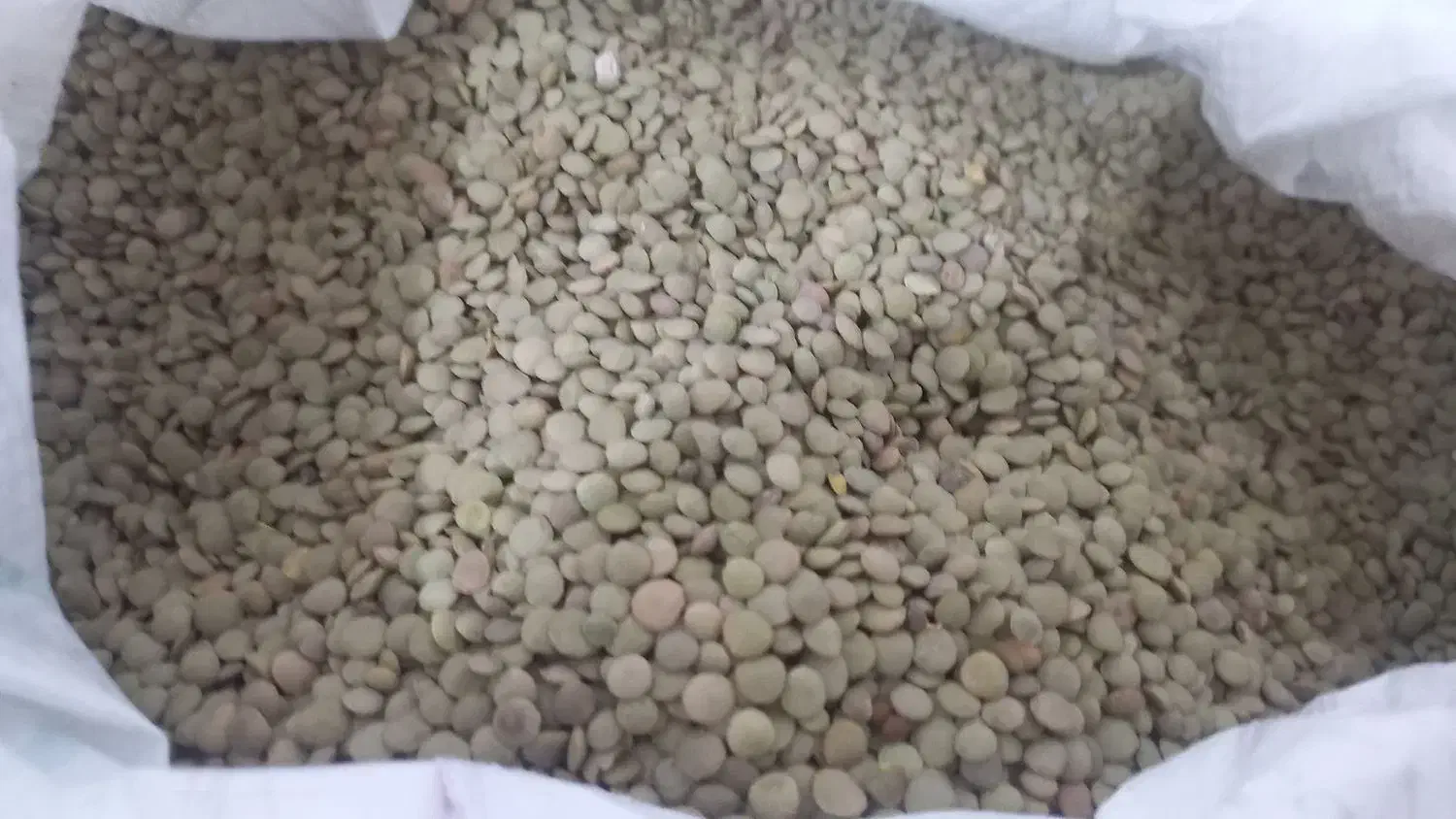 عدس|عمده‌فروشی|مشگین شهر, |دیوار