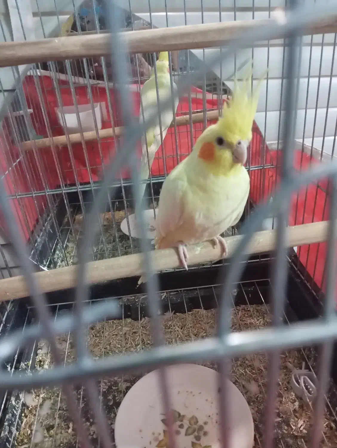 عروس لوتینو دستی|پرنده|نی‌ریز, |دیوار