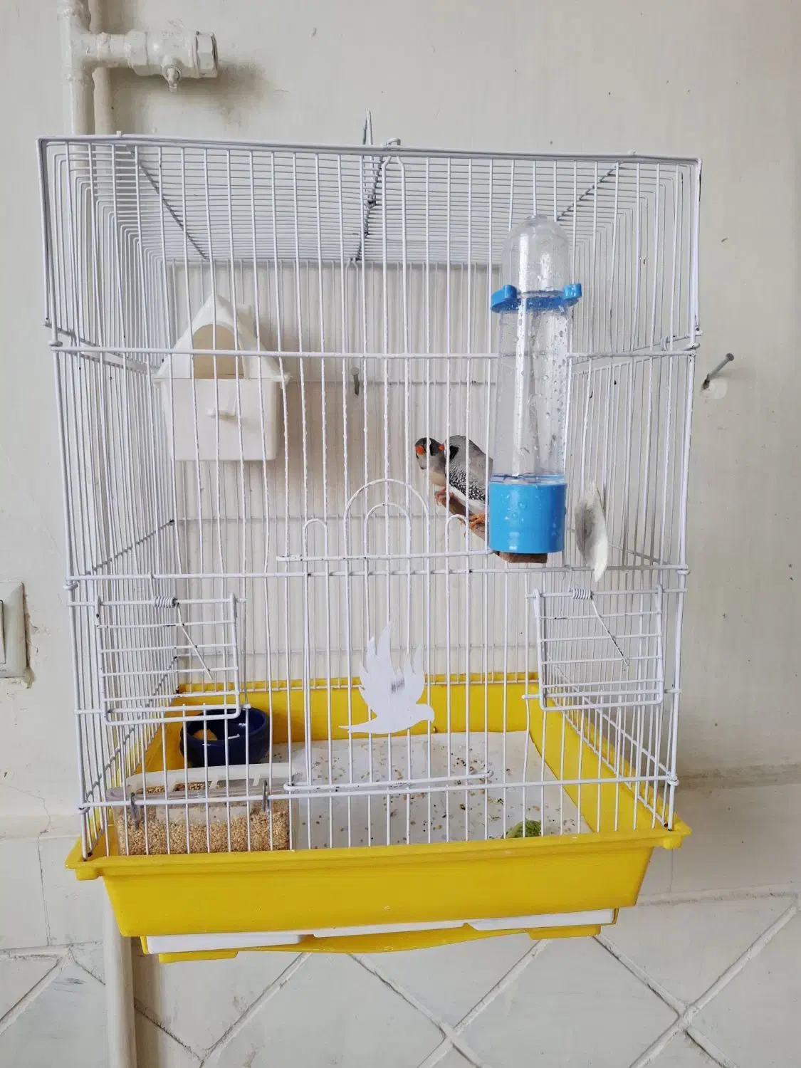 یک جفت فنچ|پرنده|ماهدشت, |دیوار