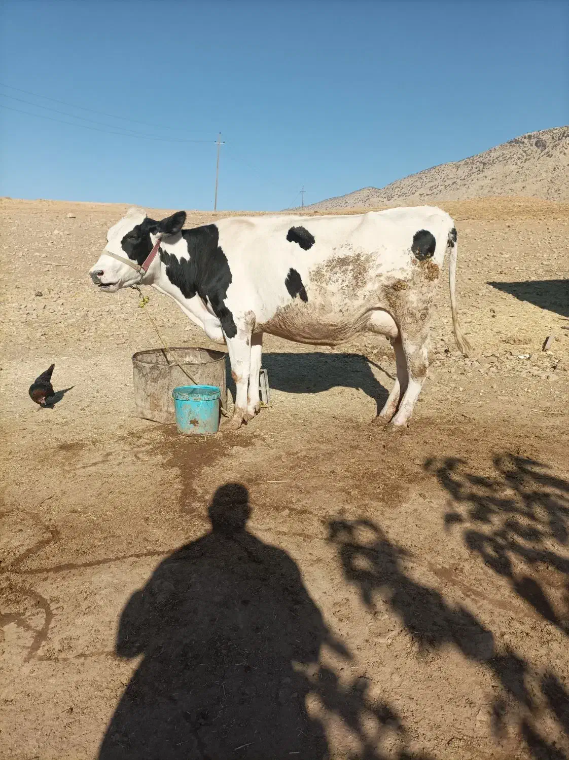 گاو آبستن و یک عدد گوساله ماده|حیوانات مزرعه|سیروان, |دیوار