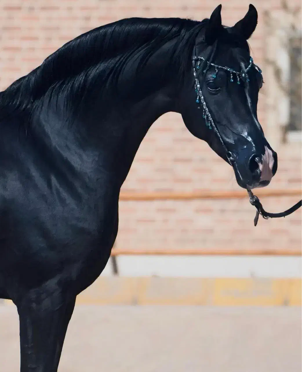 سیلمی دوسر مشکی جهت کشش|اسب و تجهیزات اسب‌سواری|یزد, |دیوار