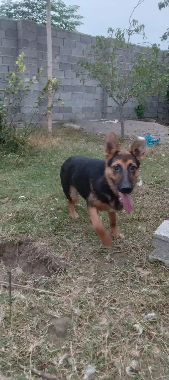 فروش سگ|سگ|آمل, |دیوار