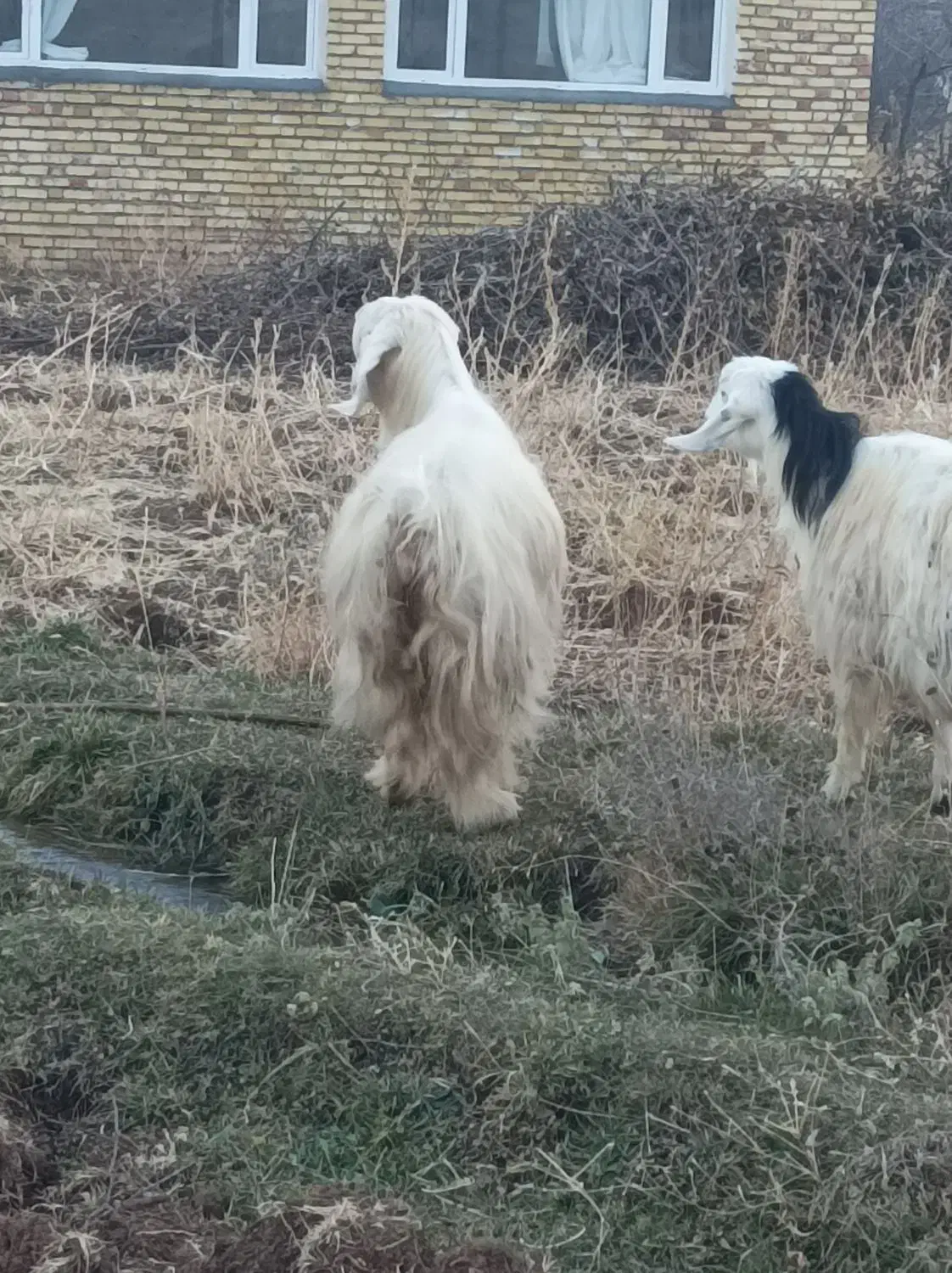 بز ماده|حیوانات مزرعه|سیلوانه, |دیوار