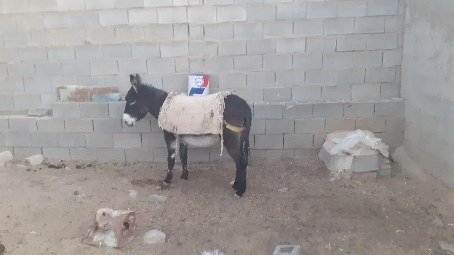 فروش الاغ ماده گله ای جوون|حیوانات مزرعه|خرم بید, |دیوار