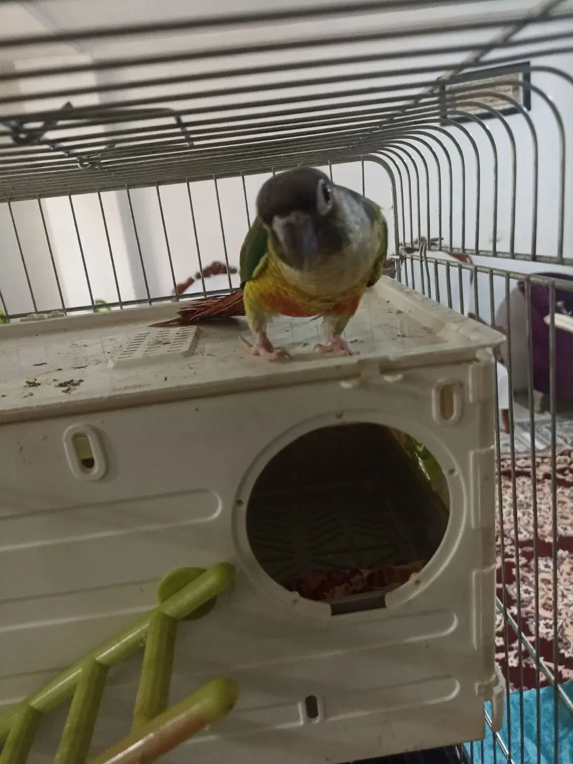 طوطی گرینچیک دستی سخنگو|پرنده|فردیس, فرامرزیه|دیوار