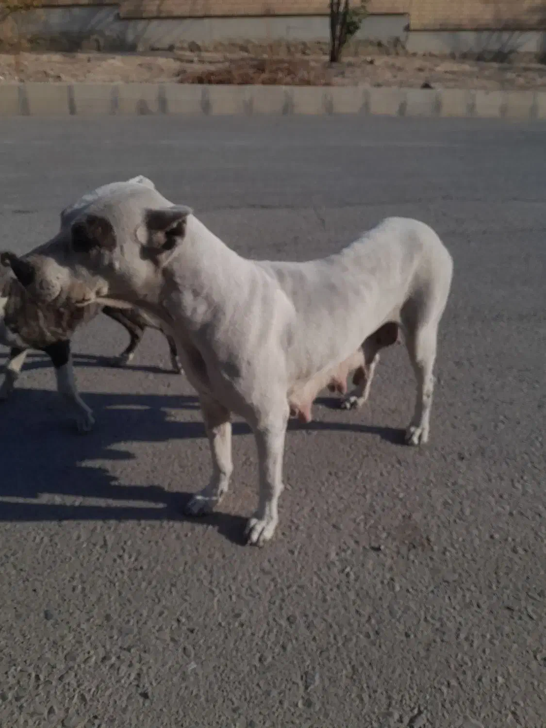 سگ داگوماده یامعاوضه پرنده|سگ|فشاپویه, |دیوار