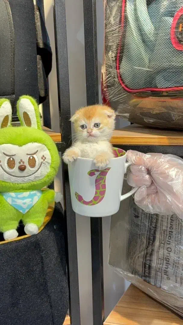 گربه اسکاتیش گلد ny11 و ny12|گربه|تهران, آسمان|دیوار