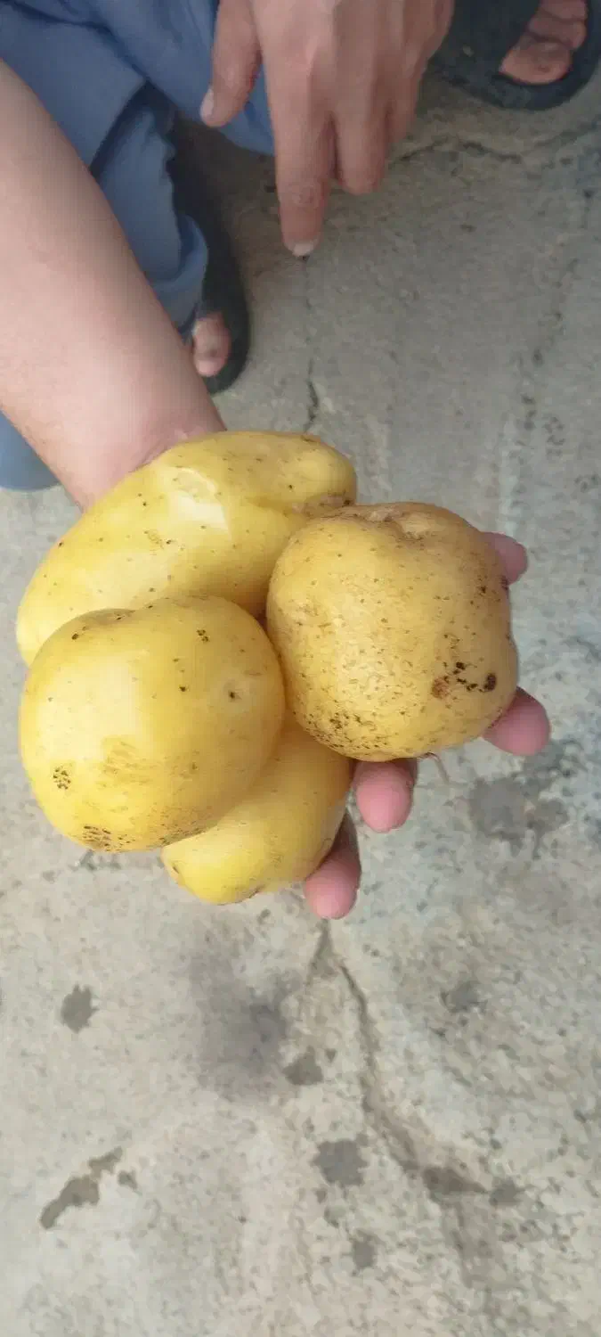 سیب زمینی محلی(قیمت هر کیلو 40 هزارتومان)|خوردنی و آشامیدنی|دیواندره, |دیوار