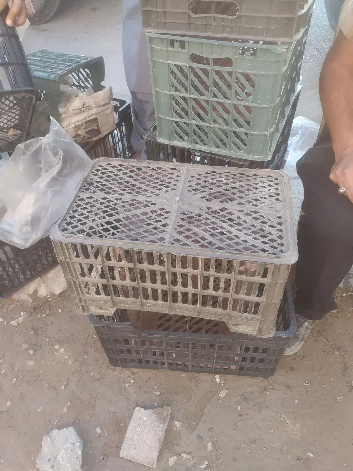 سبد موزی|عمدهفروشی|زابل, |دیوار