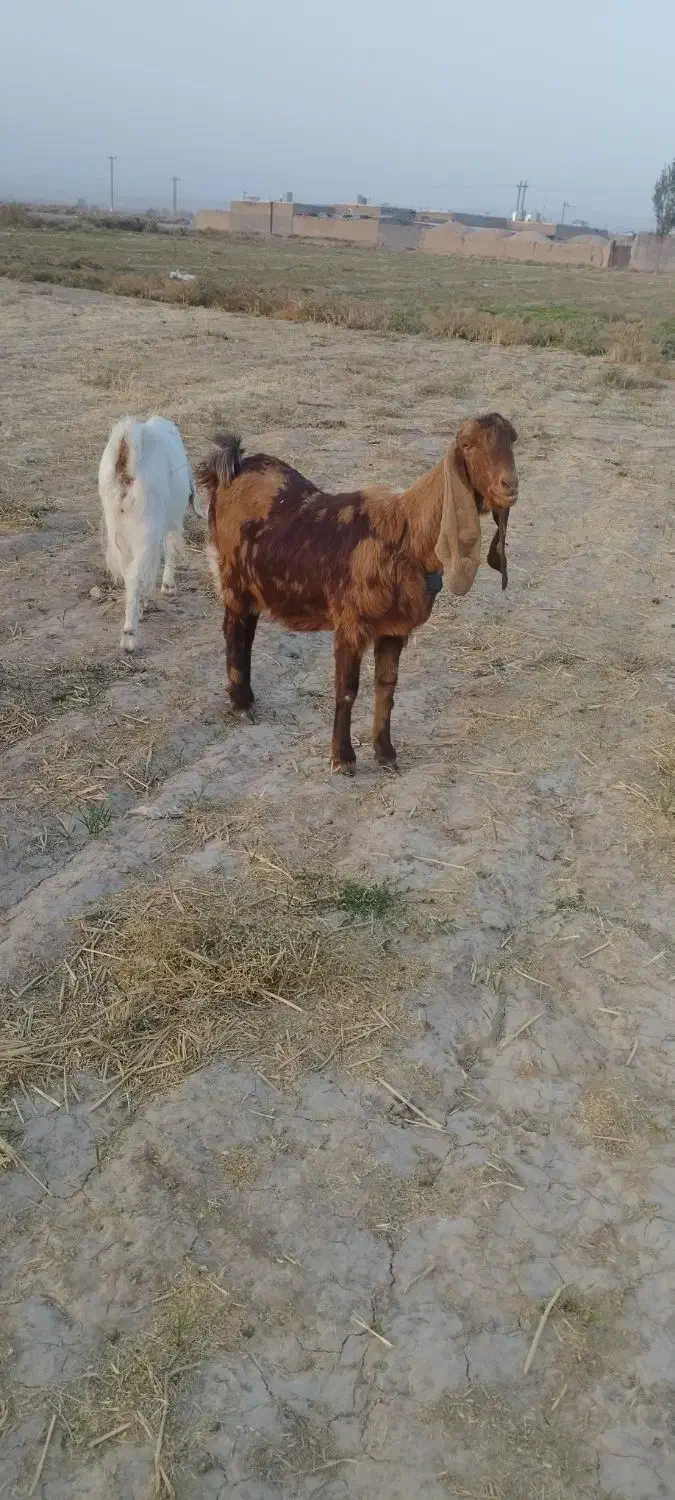 بزپاکستانی|حیوانات مزرعه|نصر آباد, |دیوار