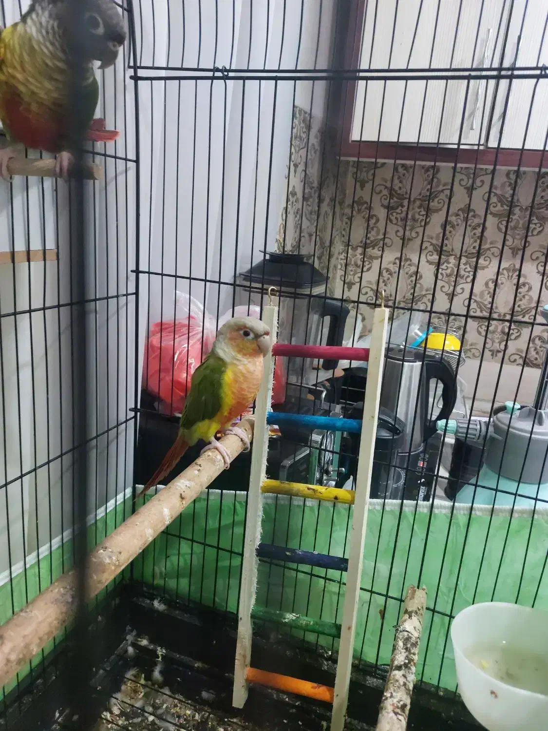 طوطی گرینچیک|پرنده|تهران, هاشمی|دیوار