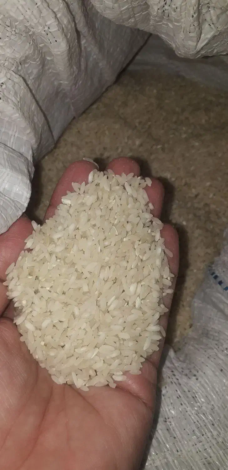 برنج محلی|خوردنی و آشامیدنی|لامرد, |دیوار