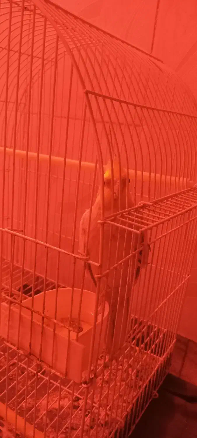 عروس هلندی  ماده|پرنده|کیاشهر, |دیوار