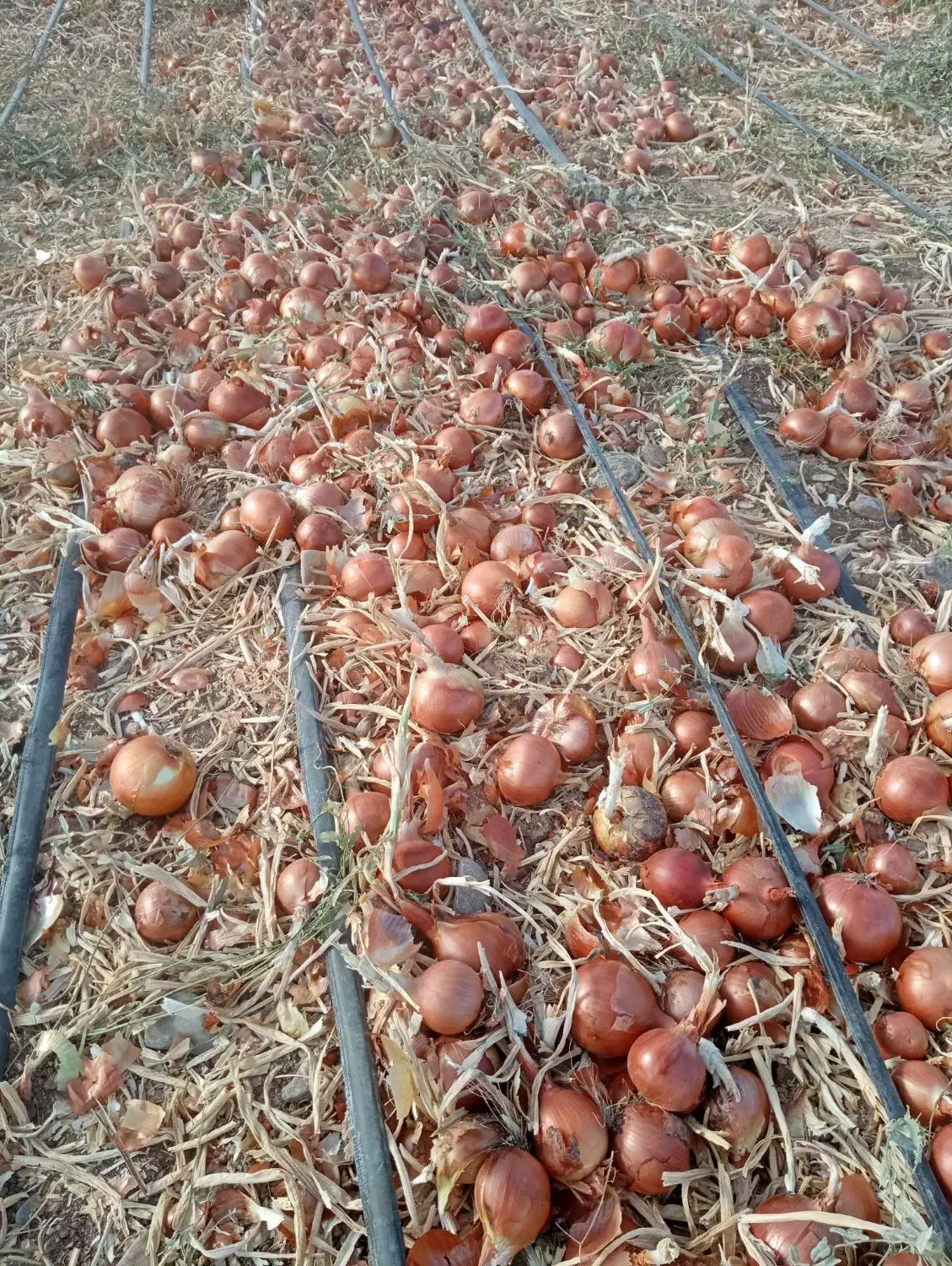 کارگر جهت برداشت پیاز|استخدام خدمات فروشگاه و رستوران|زنجانرود, |دیوار