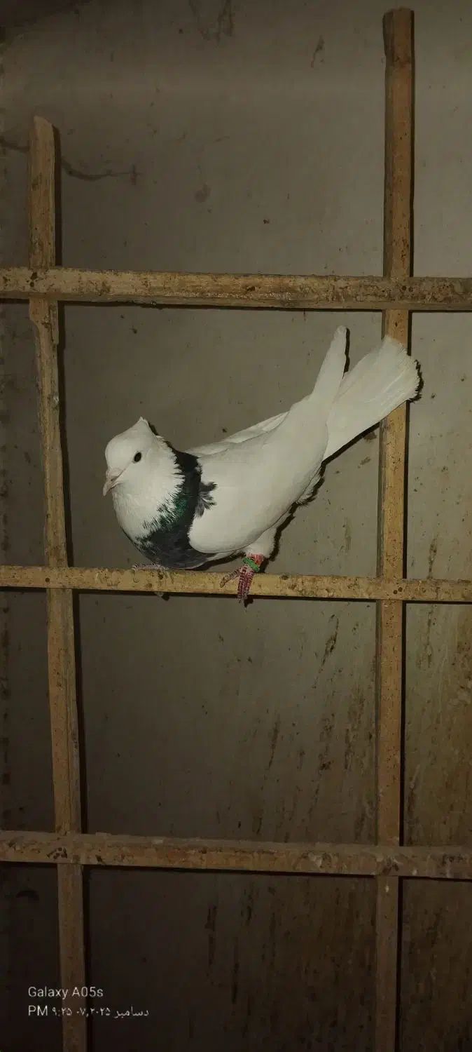 ساده و اصلی|پرنده|نیشابور, هفده شهریور|دیوار