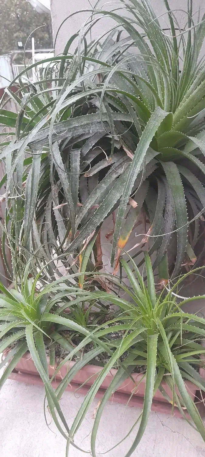 گل آگاوآناناسی|گل و گیاه طبیعی|ساری, |دیوار