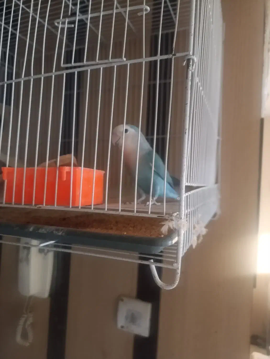 دو تا کوتوله نر و ماده|پرنده|مشهد, امیریه|دیوار